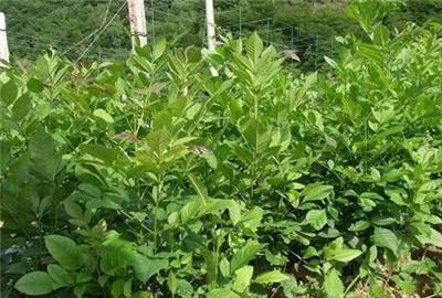 白蜡盆栽如何养护