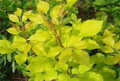 白蜡盆栽如何养护