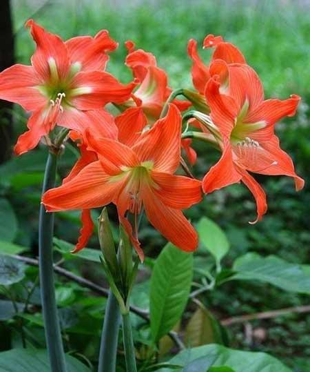 适合户外养殖的绿植