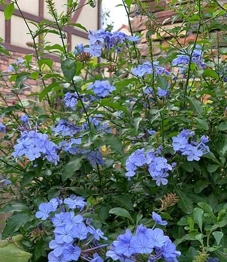 适合户外养殖的绿植