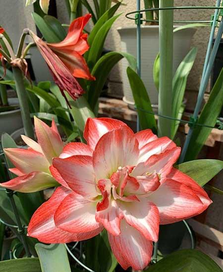 适合户外养殖的绿植