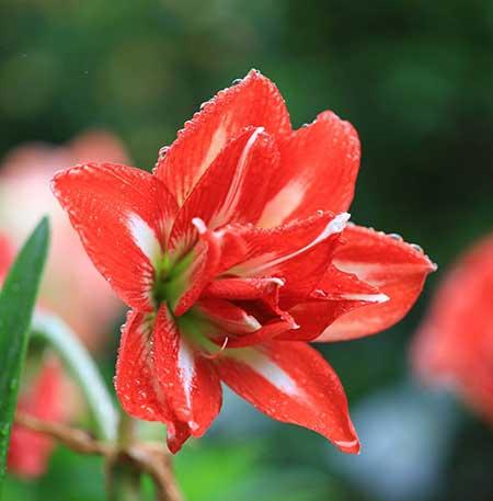 适合户外养殖的绿植