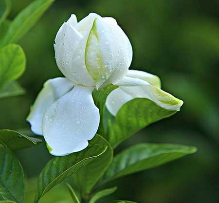 适合户外养殖的绿植