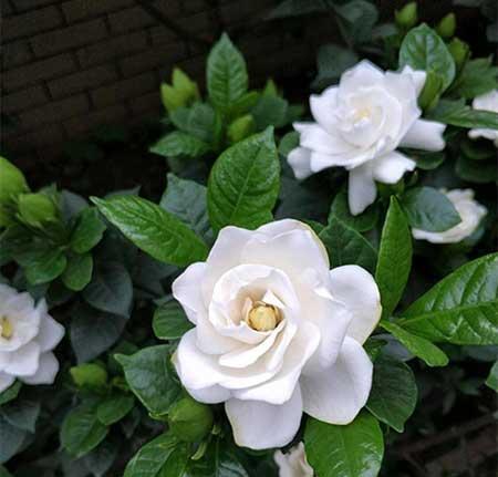 适合户外养殖的绿植