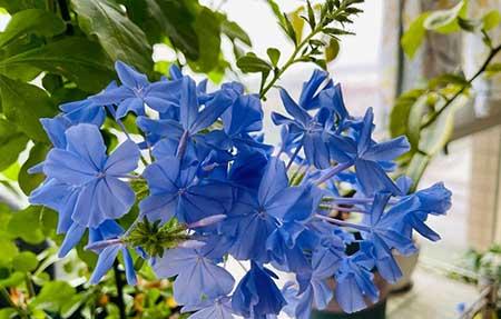 适合户外养殖的绿植