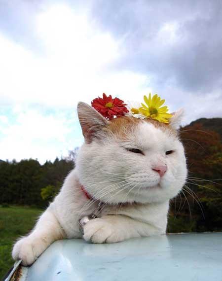 家里养猫不能养什么花