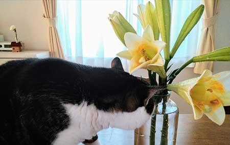 家里养猫不能养什么花