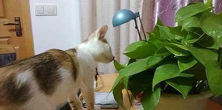 家里养猫不能养什么花