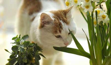 家里养猫不能养什么花