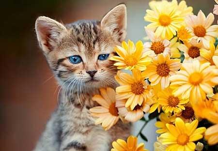 家里养猫不能养什么花