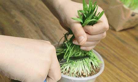 家里养猫不能养什么花