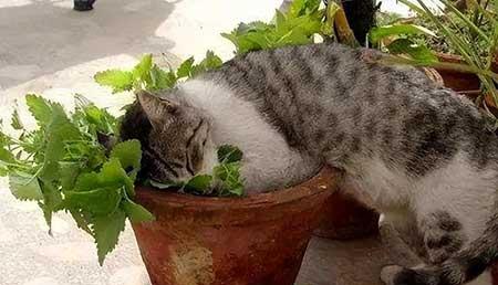 家里养猫不能养什么花