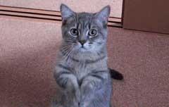 家里养猫不能养什么花