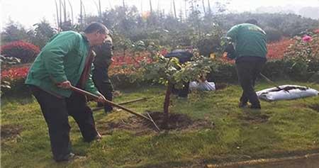 公园绿化养护