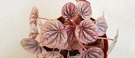 卫生间适合养什么绿植