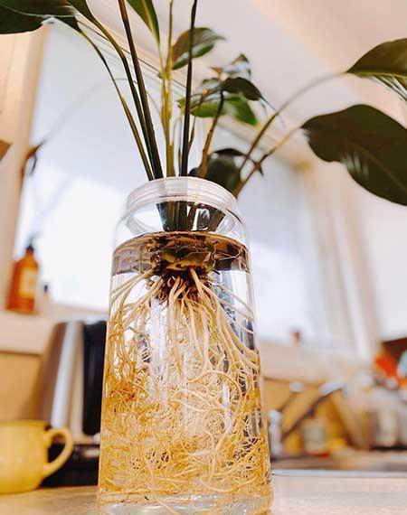 卫生间适合养什么绿植