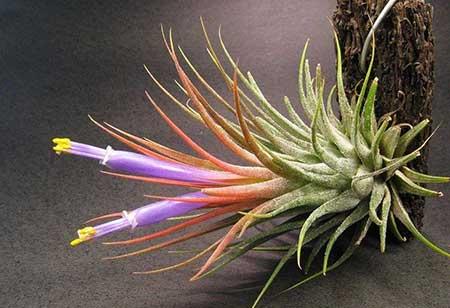 卫生间适合养什么绿植