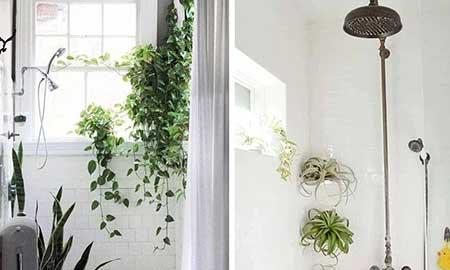 卫生间适合养什么绿植