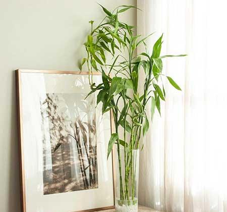 卫生间适合养什么绿植