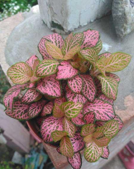 卫生间适合养什么绿植