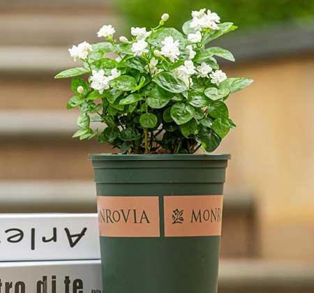 适合阳台上养的花