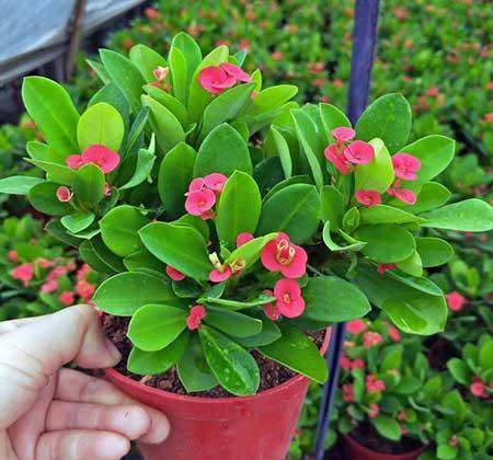 适合阳台上养的花