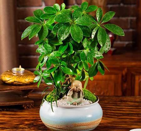 适合阳台上养的花