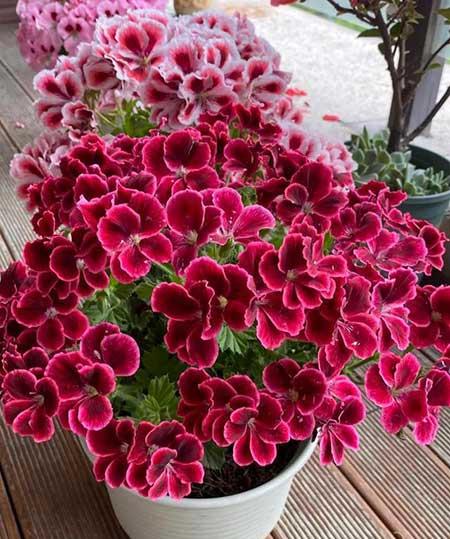 适合阳台上养的花