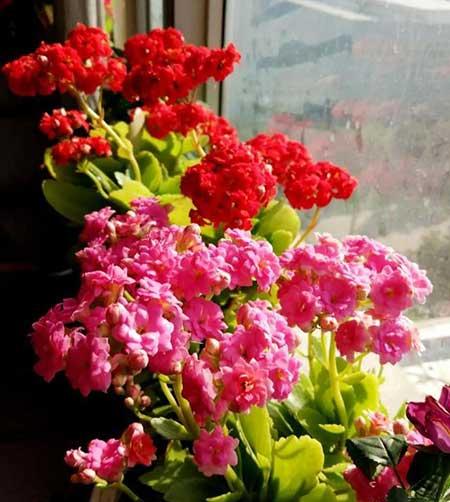 适合阳台上养的花