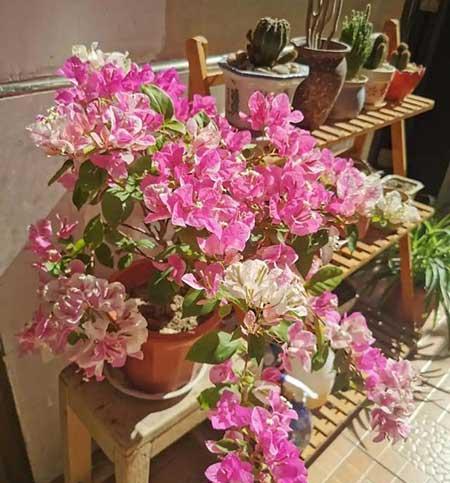 适合阳台上养的花