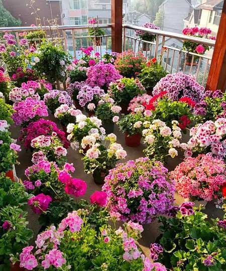 适合阳台上养的花