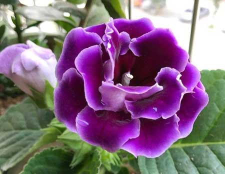 适合阳台上养的花