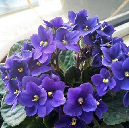 适合阳台上养的花