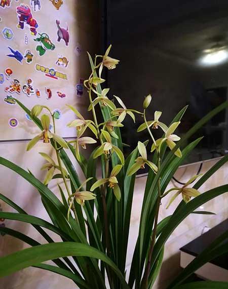 适合阳台上养的花