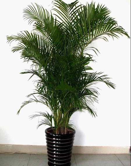 适合阳台上养的花