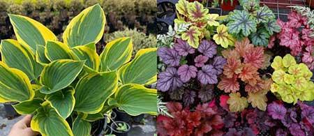 适合阳台上养的花