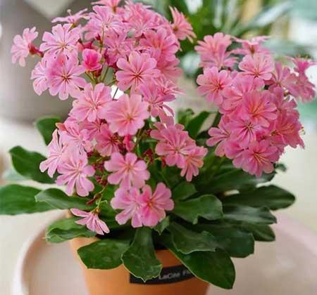 适合阳台上养的花