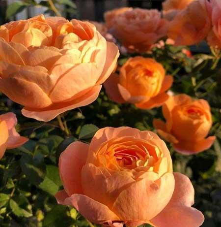 适合阳台上养的花