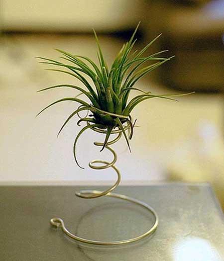 适合阳台上养的花