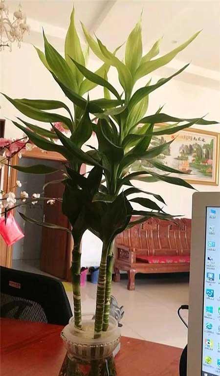 适合阳台上养的花