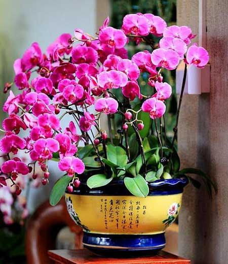 适合阳台上养的花