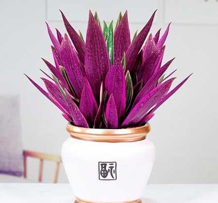 适合阳台上养的花