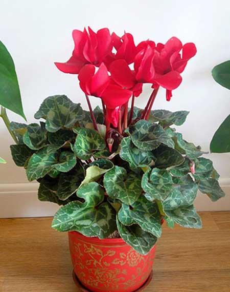 适合阳台上养的花