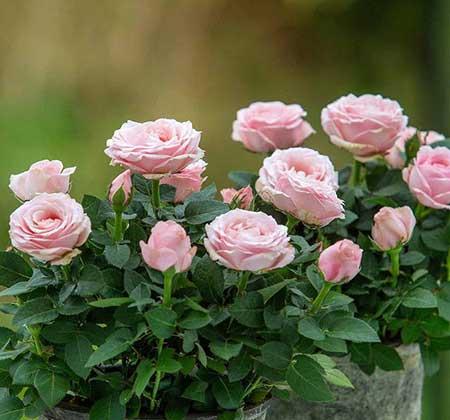 适合阳台上养的花