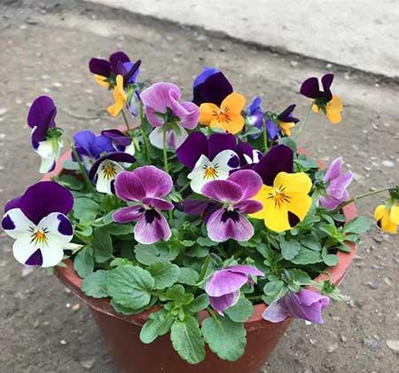 适合阳台上养的花