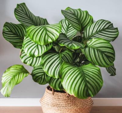 适合阳台上养的花