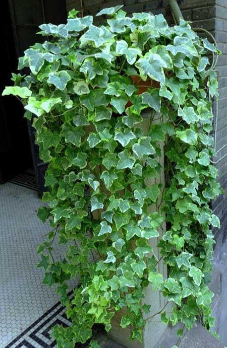 适合阳台上养的花