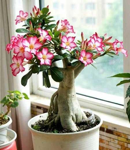 适合阳台上养的花