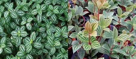 适合阳台上养的花