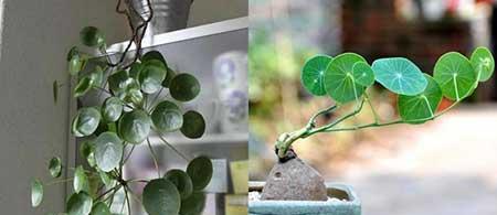 适合阳台上养的花